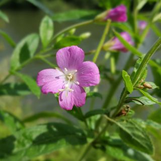 Extract din frunze Epilobium parviflorum